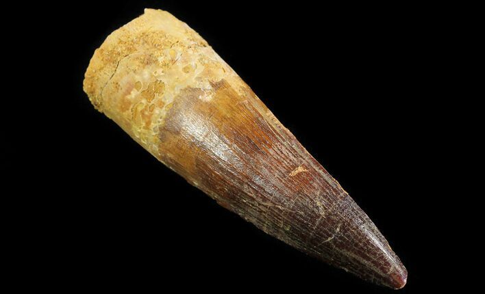 Spinosaurus Tooth - Excellent Condition #64431